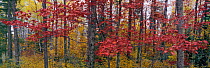 Maple (Acer sp) trees in autumn color, Snowbank Lake, Boundary Waters Canoe Area Wilderness, Superior National Forest, Minnesota.