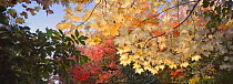 Maple (Acer sp) leaves in autumn, Northwoods, Minnesota.