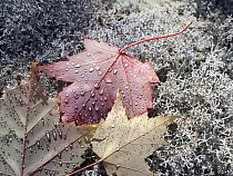 Maple (Acer amoenum) with dew in autumn on moss, big woods, Minnesota