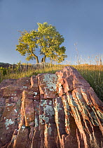 Common Hackberry (Celtis occidentalis) and Sioux Quartzite, Blue Mounds State Park, Minnesota
