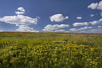 Tallgrass prairie, Touch the Sky Northern Tallgrass Prairie National Wildlife Refuge, Minnesota
