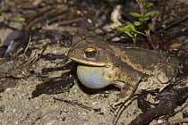 Gulf Coast Toad (Bufo valliceps) vocalizing, Red Corral Ranch, Texas
