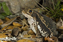 Gulf Coast Toad (Bufo valliceps) amid leaf litter, Red Corral Ranch, Texas