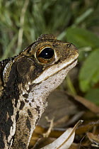 Gulf Coast Toad (Bufo valliceps) profile, Red Corral Ranch, Texas