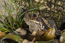 Gulf Coast Toad (Bufo valliceps) in leaf litter, Red Corral Ranch, Texas