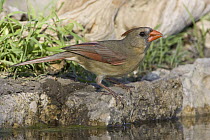 Northern Cardinal (Cardinalis cardinalis) female at edge of drinking pool, Red Corral Ranch, Texas