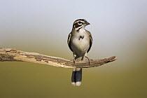 Lark Sparrow (Chondestes grammacus), Red Corral Ranch, Texas