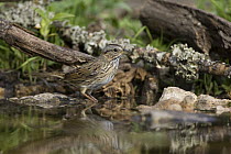 Lincoln's Sparrow (Melospiza lincolnii) at edge of pond, Red Corral Ranch, Texas