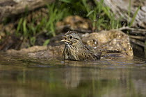 Lincoln's Sparrow (Melospiza lincolnii) bathing, Red Corral Ranch, Texas
