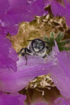 Digger Bee (Melissodes sp) pollinating Lace Cactus blossom (Echinocereus reichenbachii), Red Corral Ranch, Texas
