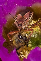 Bee Assassin (Apiomerus spissipes) eating Honey Bee (Apis mellifera), Red Corral Ranch, Texas
