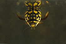 Sunburst Diving Beetle (Thermonectus marmoratus), Red Corral Ranch, Texas