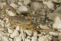 Striped Bark Scorpion (Centruroides vittatus) eating grasshopper, Red Corral Ranch, Texas