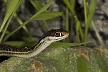 Red-striped Ribbon Snake (Thamnophis proximus rubrilineatus), Red Corral Ranch, Texas