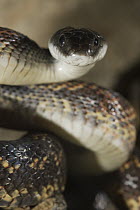 Texas Rat Snake (Elaphe obsoleta lindheimeri), Red Corral Ranch, Texas