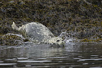 Harbor Seal (Phoca vitulina) entering water, Katmai National Park, Alaska
