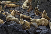 Steller's Sea Lion (Eumetopias jubatus) group hauled out on rocks, Katmai National Park, Alaska