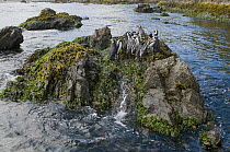 Magellanic Penguin (Spheniscus magellanicus) group on rock, Chiloe Island, Chile