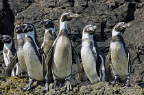 Humboldt Penguin (Spheniscus humboldti) group on rocks, Chiloe Island, Chile