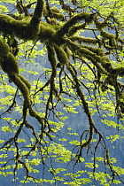 Bigleaf Maple (Acer macrophyllum) over Lake Crescent, Olympic National Park, Washington