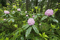 Pacific Rhododendron (Rhododendron macrophyllum) blooming in temperate rainforest, Mt. Walker, Olympic National Forest, Washington