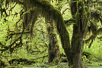 Bigleaf Maple (Acer macrophyllum) covered with moss and ferns, Hoh River Valley, Olympic National Park, Washington