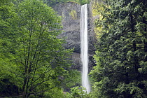 Latourell Falls in temperate rainforest, Columbia River Gorge, Oregon