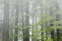Fog in Redwood National Park, California