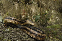 Eastern Rat Snake (Elaphe obsoleta), Little St. Simon's Island, Georgia
