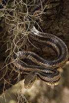 Eastern Rat Snake (Elaphe obsoleta) hanging from tree, Little St. Simon's Island, Georgia