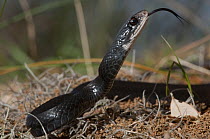 Southern Black Racer (Coluber constrictor priapus) with tongue extended, Little St. Simon's Island, Georgia