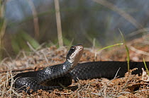 Southern Black Racer (Coluber constrictor priapus), Little St. Simon's Island, Georgia