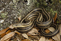 Eastern Rat Snake (Elaphe obsoleta) in leaf litter, Little St. Simon's Island, Georgia