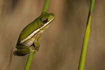 Green Tree Frog (Hyla cinerea) clinging to reed, Little St. Simon's Island, Georgia