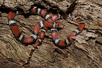 Scarlet Snake (Cemophora coccinea), Little St. Simon's Island, Georgia