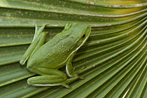 Green Tree Frog (Hyla cinerea) on ribbed leaf, Little St. Simon's Island, Georgia