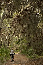 Spanish Moss (Tillandsia complanata) growing on Southern Live Oak (Quercus virginiana) with dirt road and cyclist, Little St. Simon's Island, Georgia