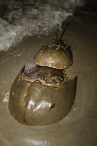 Horseshoe Crab (Limulus polyphemus) male clinging to the telson of a larger female, Little St. Simon's Island, Georgia