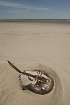 Horseshoe Crab (Limulus polyphemus) dead after stranding during egg laying at high tide, Little St. Simon's Island, Georgia