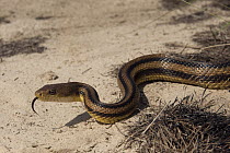 Eastern Rat Snake (Elaphe obsoleta) with extended tongue, Little St. Simon's Island, Georgia