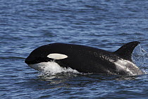 Orca (Orcinus orca) transient surfacing, Monterey Bay, California