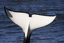 Orca (Orcinus orca) tail of transient, Monterey Bay, California