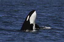 Orca (Orcinus orca) spy-hopping transient, Monterey Bay, California