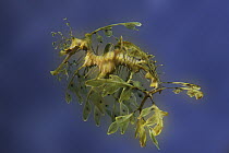 Leafy Sea Dragon (Phycodurus eques) camouflaged as seaweed in aquarium, Japan
