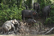 Borneo Pygmy Elephant (Elephas maximus borneensis) group on river bank, Borneo, Malaysia