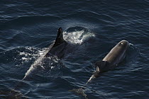 Risso's Dolphin (Grampus griseus) pair surfacing, California