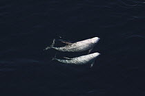 Risso's Dolphin (Grampus griseus) pair surfacing, California