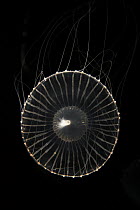 Crystal Jellyfish (Aequorea aequorea) in aquarium, Japan