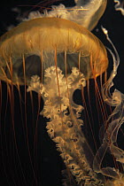 Pacific Sea Nettle (Chrysaora fuscescens) in aquarium, Japan
