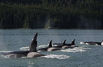Orca (Orcinus orca) transient pod surfacing, one with a damaged dorsal fin, southeast Alaska